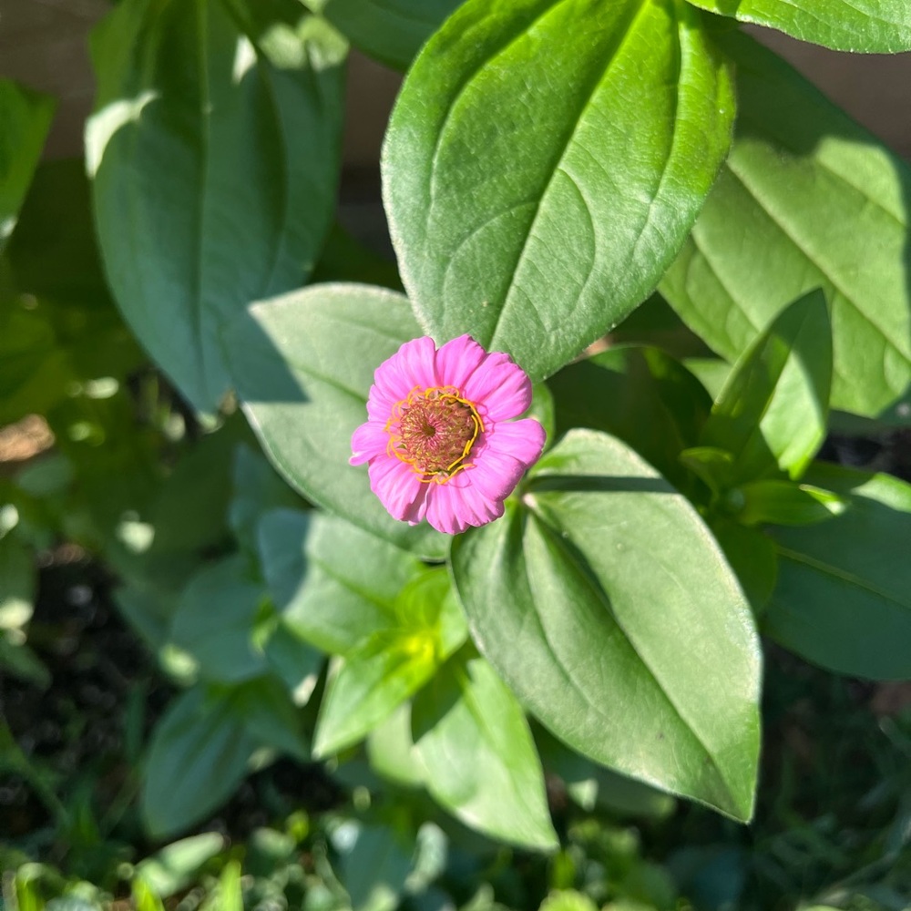 Meet your Posher, Lindsey